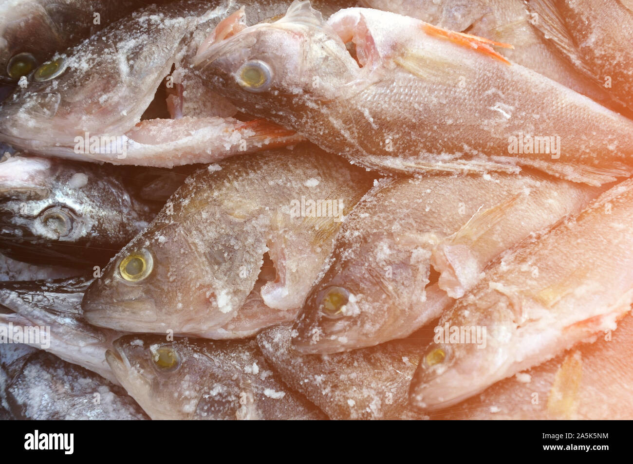 Fische Europas. Räuberische Fluss gestreiften Baß mit einem scharfen Kamm. Kochsalzlösung ist das Lügen und warten auf Kochen Stockfoto