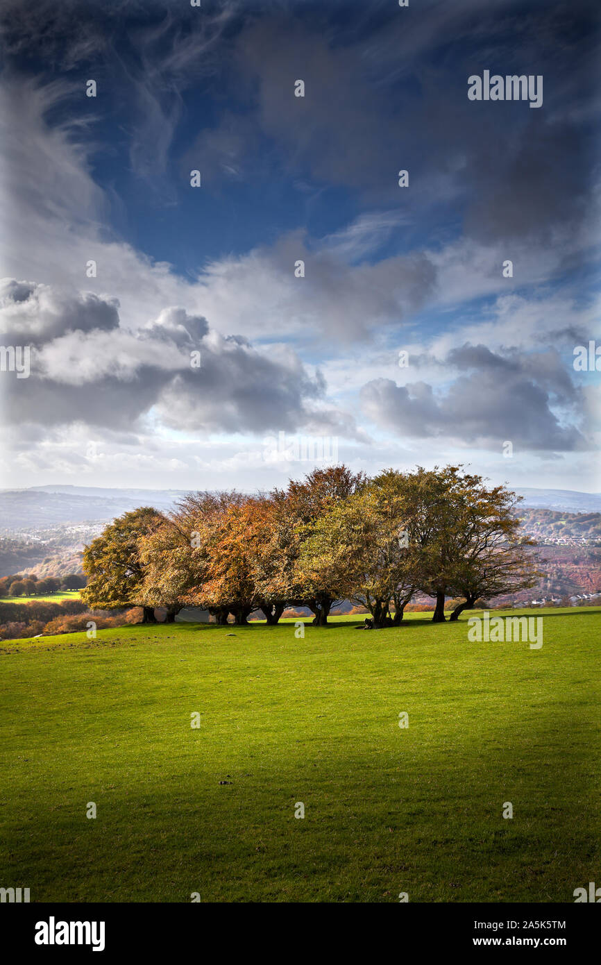 Kleine Gruppe von Bäumen im Herbst Farbe am Hang mit dramatischen Himmel Stockfoto