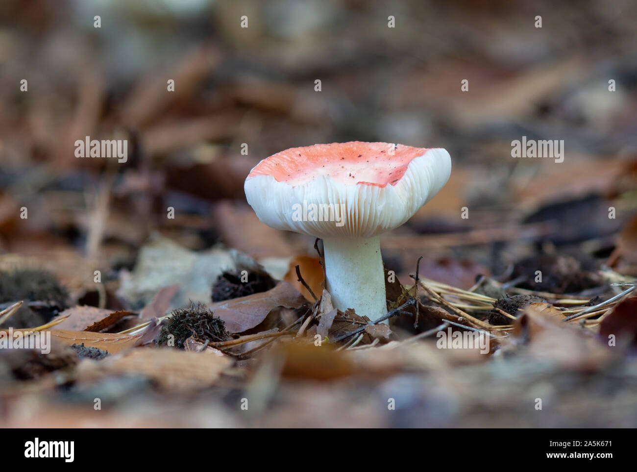 Psathyrella Arten. Pilz in einem Wald im Herbst. Niederlande. Stockfoto