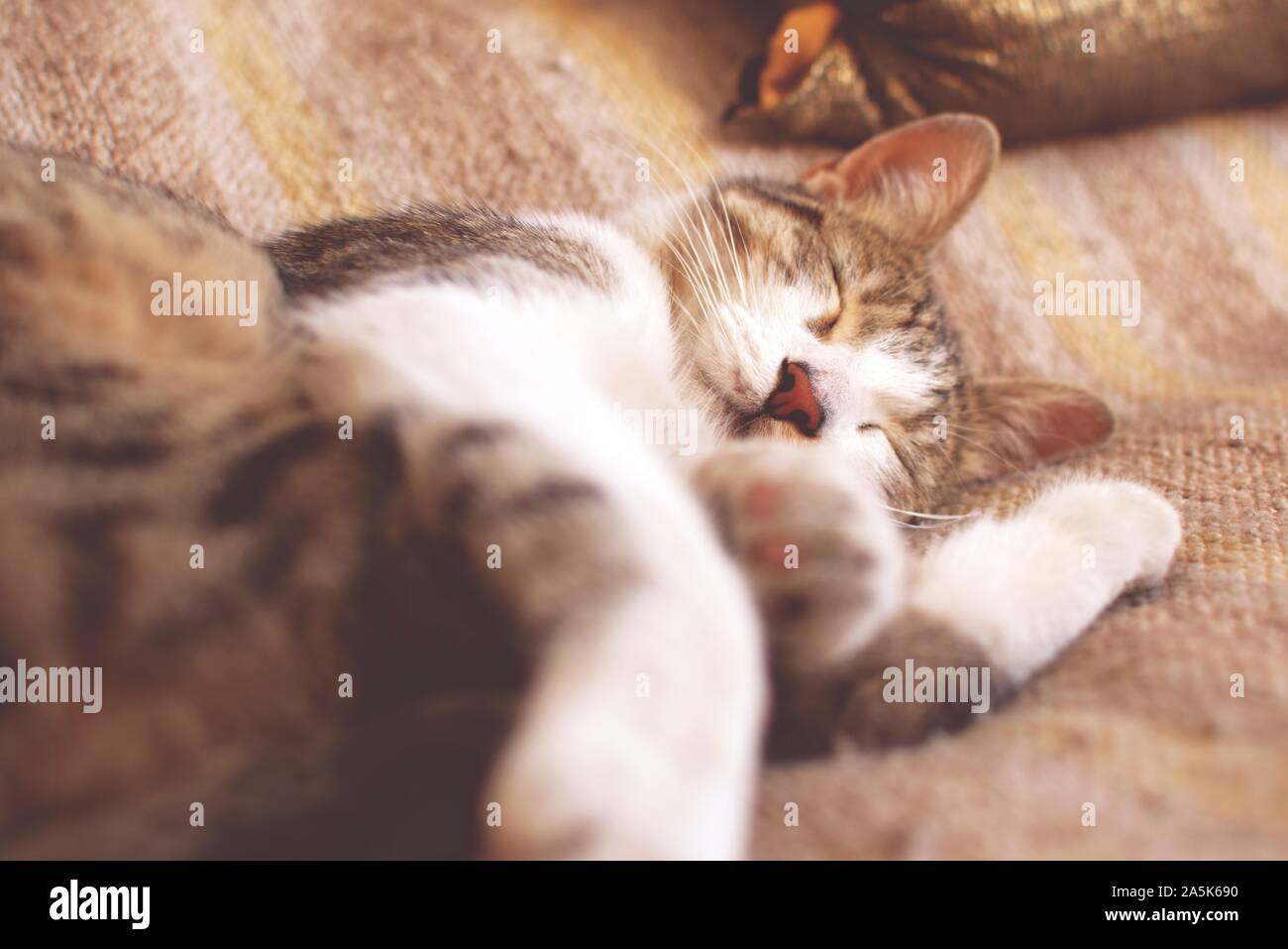 Tabby Katze schlafend auf dem Bett. Der Wurm Auge, Low Angle View. Stockfoto