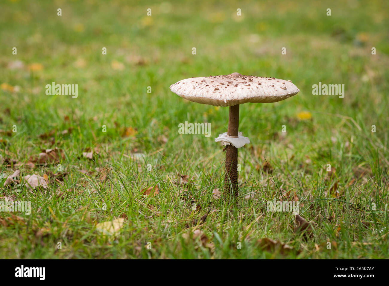 Grüne Wiese mit essbaren Pilz, Parasol (Macrolepiota procera), Niederlande. Stockfoto