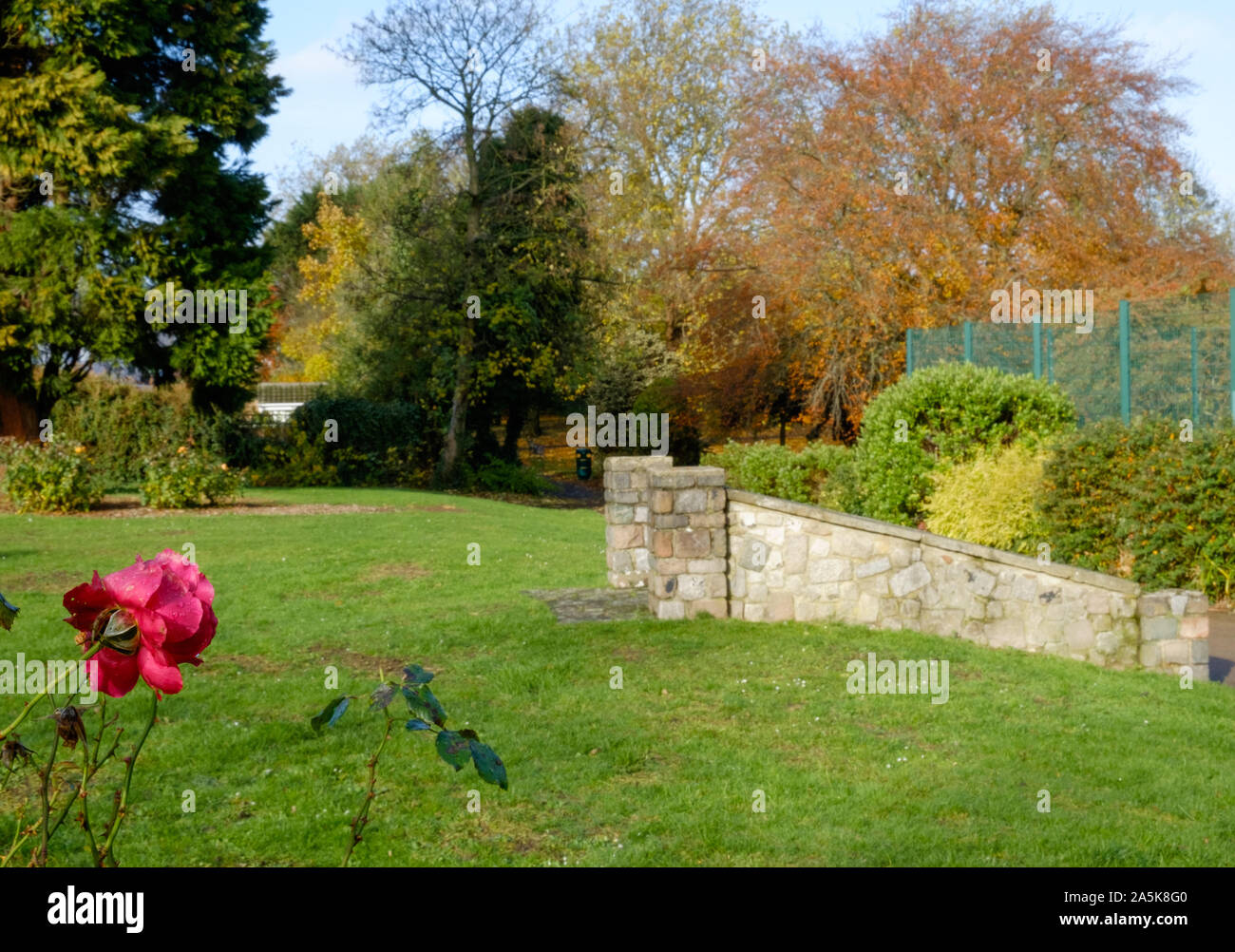 Eine rote Rose in voller Blüte im Stonegrove Park mit alten Steintreppen und Herbst farbige Bäume im Hintergrund. Stockfoto