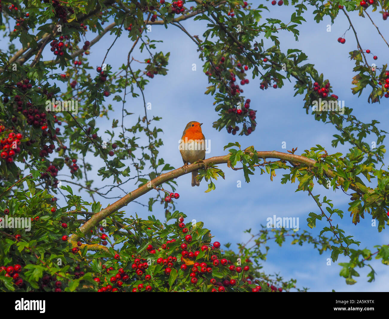 Europäische Robin (Erithacus Rubecula) auf eine Zweigniederlassung, die in einem weißdorn-Baum mit roten Beeren gehockt Stockfoto