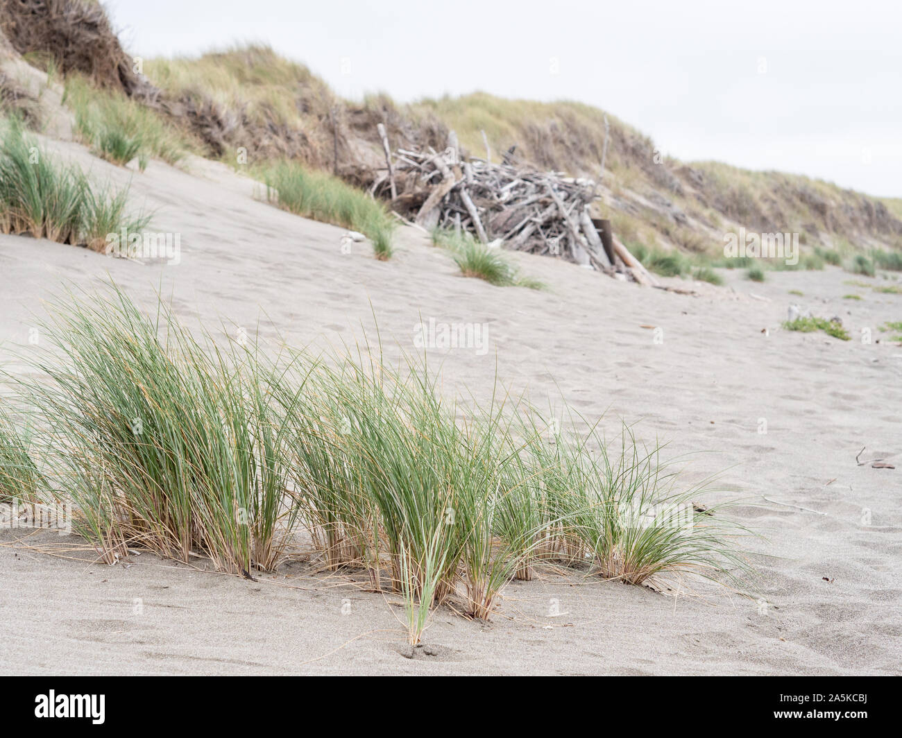 Küstenlandschaft mit neuen Meer Gras wachsen im Vordergrund Stockfoto