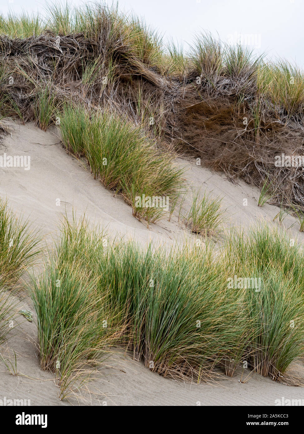 Vertikaler coastal Sea Grass Wachstum Stockfoto
