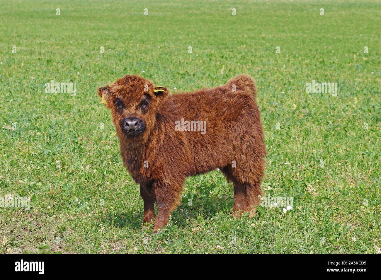 Flauschige Kalb der Rasse Scottish Highland Rinder auf der Weide und Kamera Stockfoto