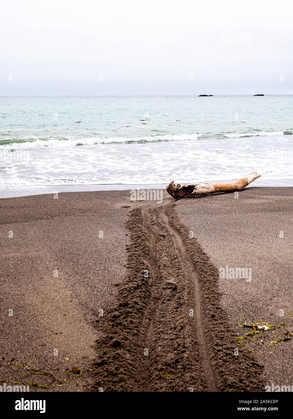 Driftwood gezogen über Sand an den Rand des Ozeans Stockfoto
