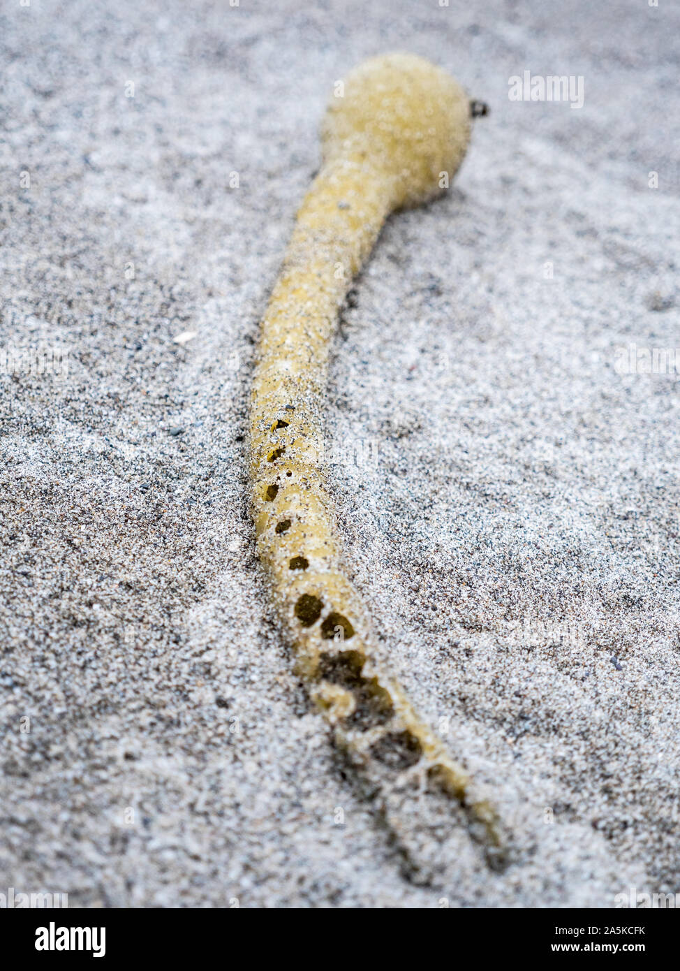 Detail der faulenden Algen in Sand am Meer ausruhen Stockfoto