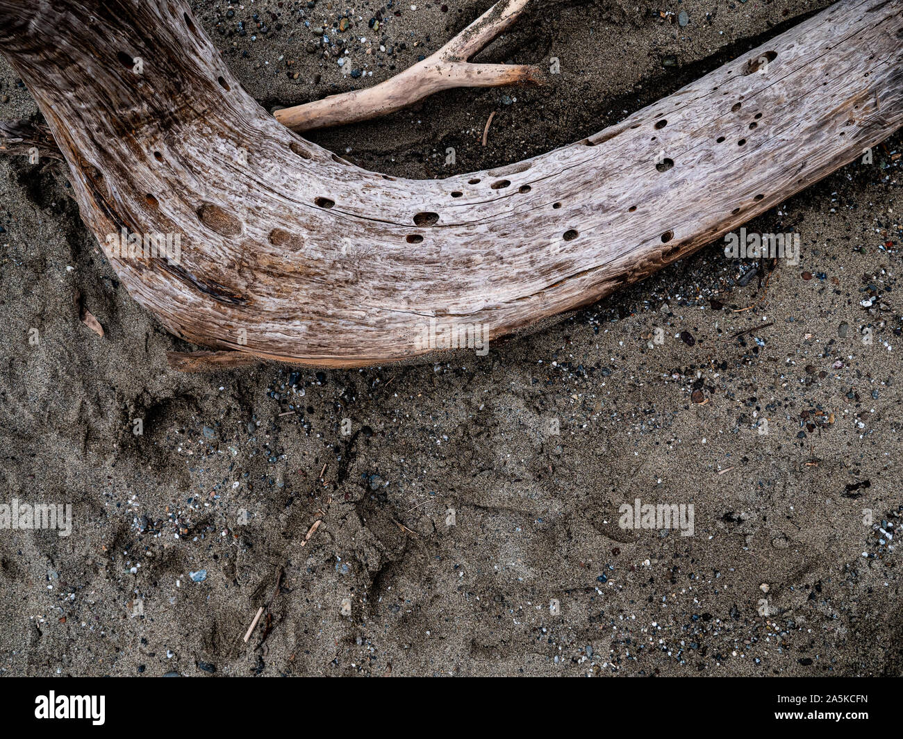 Detail des Treibholzes auf Sandstrand Stockfoto