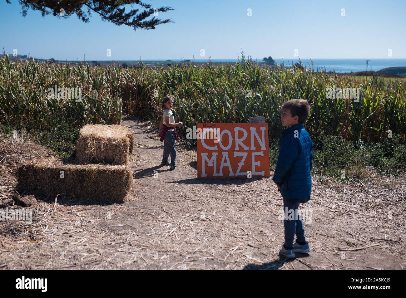 Zwei Kinder über ein maislabyrinth auf einer Farm in der Nähe der Küste zum Eingeben Stockfoto