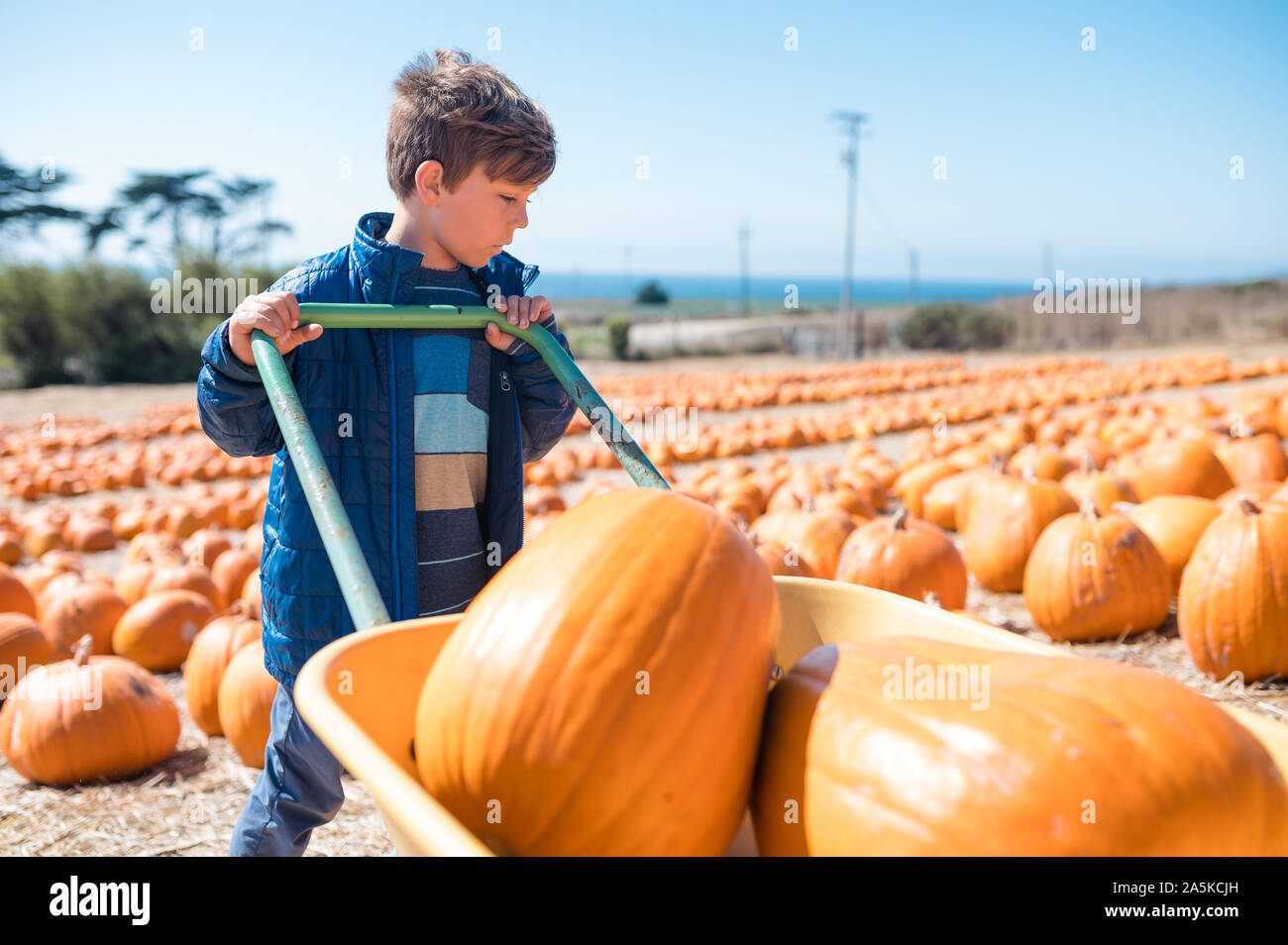Junge drücken Wagen voller Kürbisse in Pumpkin Patch in der Nähe der Küste Stockfoto