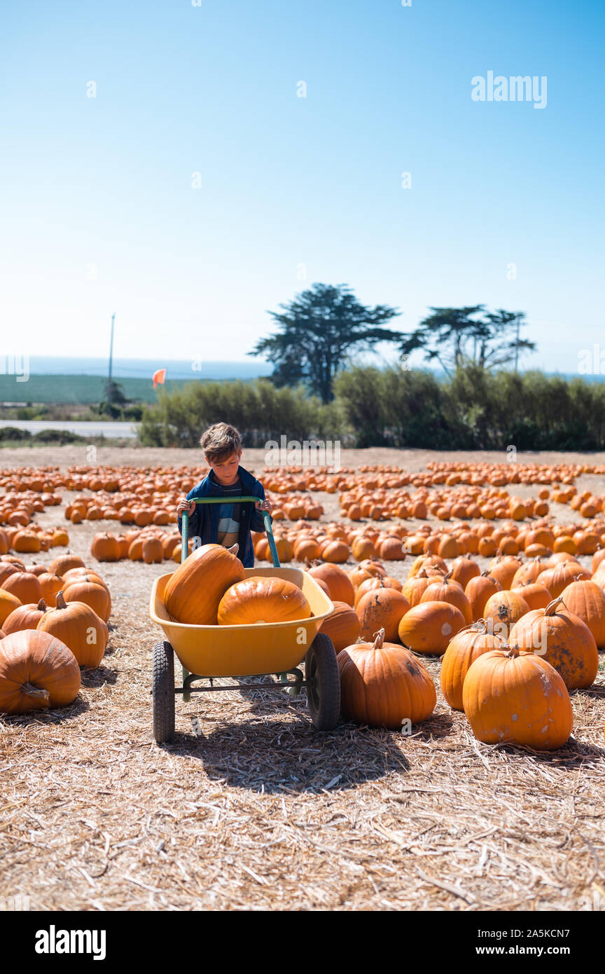 Junge drücken wheel Barrow mit zwei Kürbisse durch Pumpkin Patch. Stockfoto