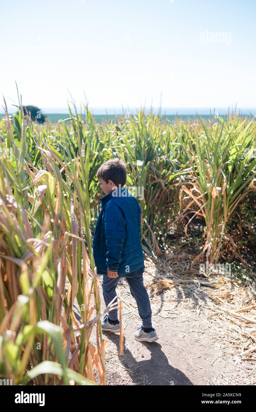 Junge trägt blaue Jacke gehen um eine Ecke in einem Mais-labyrinth Stockfoto