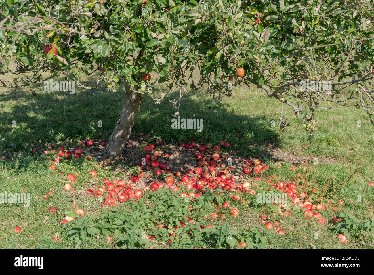 Eine Gruppe der Gefallenen reife rote Äpfel auf dem Boden liegend unter einem Apfelbaum in einem Obstgarten Stockfoto