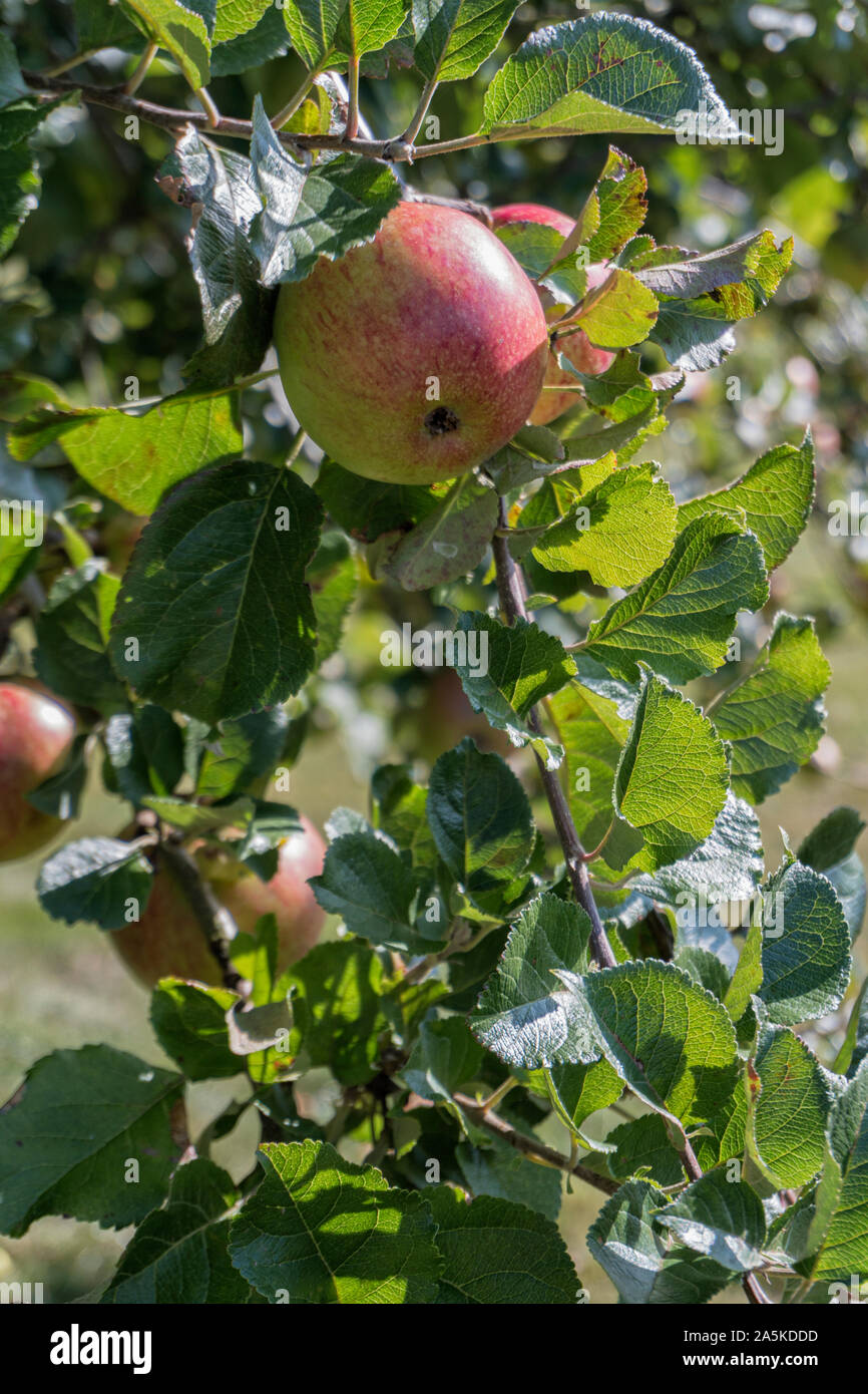 Reifen Apfel auf einem Apple Tree in einem englischen Orchard Stockfoto