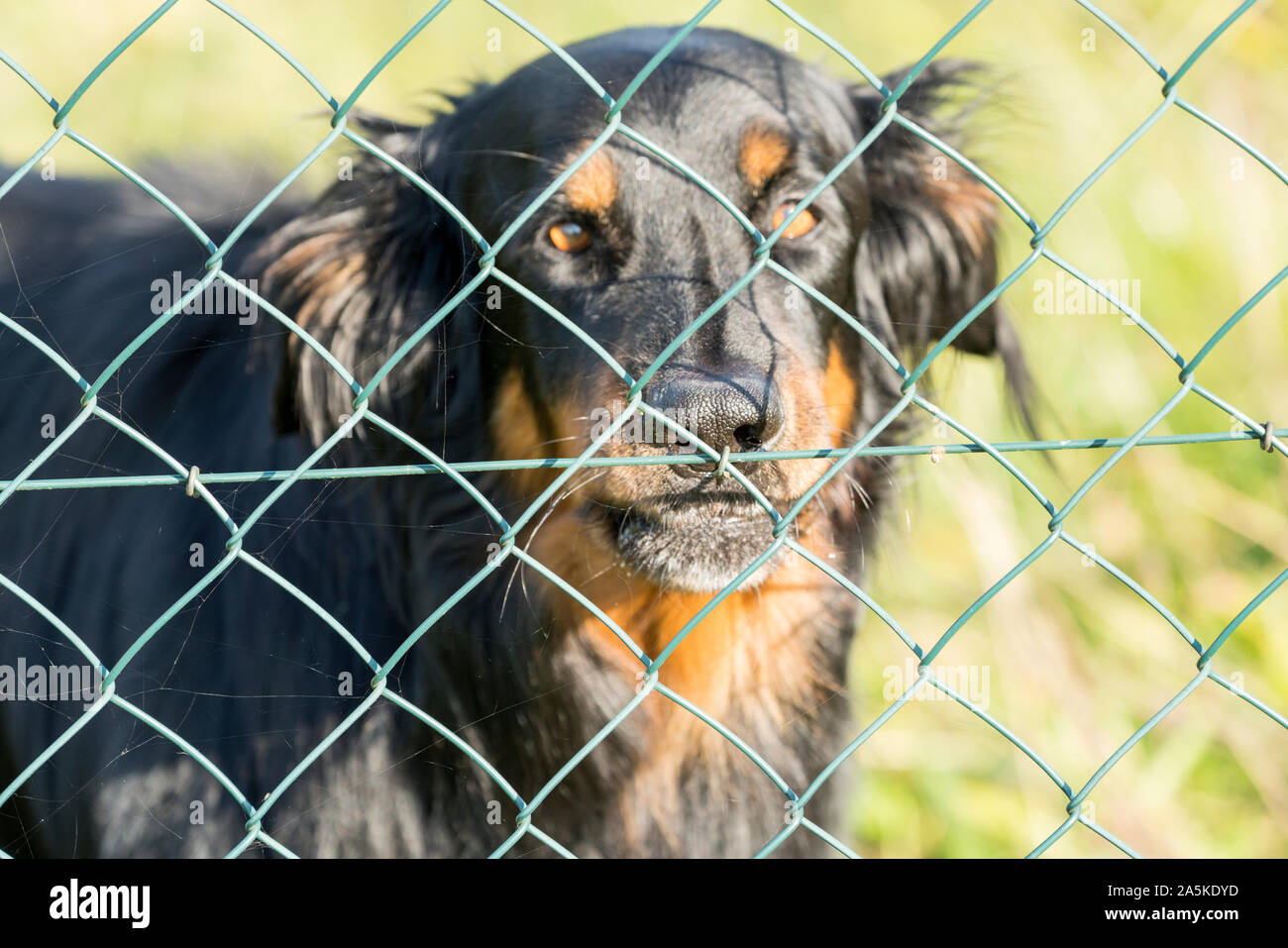 Ein Watchdog hinter einem Maschendrahtzaun, Deutschland, Europa, Stockfoto