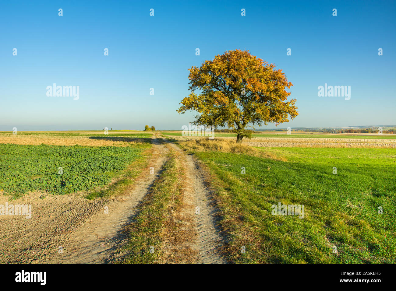 Ländliche Straße durch Felder, einsame Herbst Baum, Horizont und blauer Himmel Stockfoto