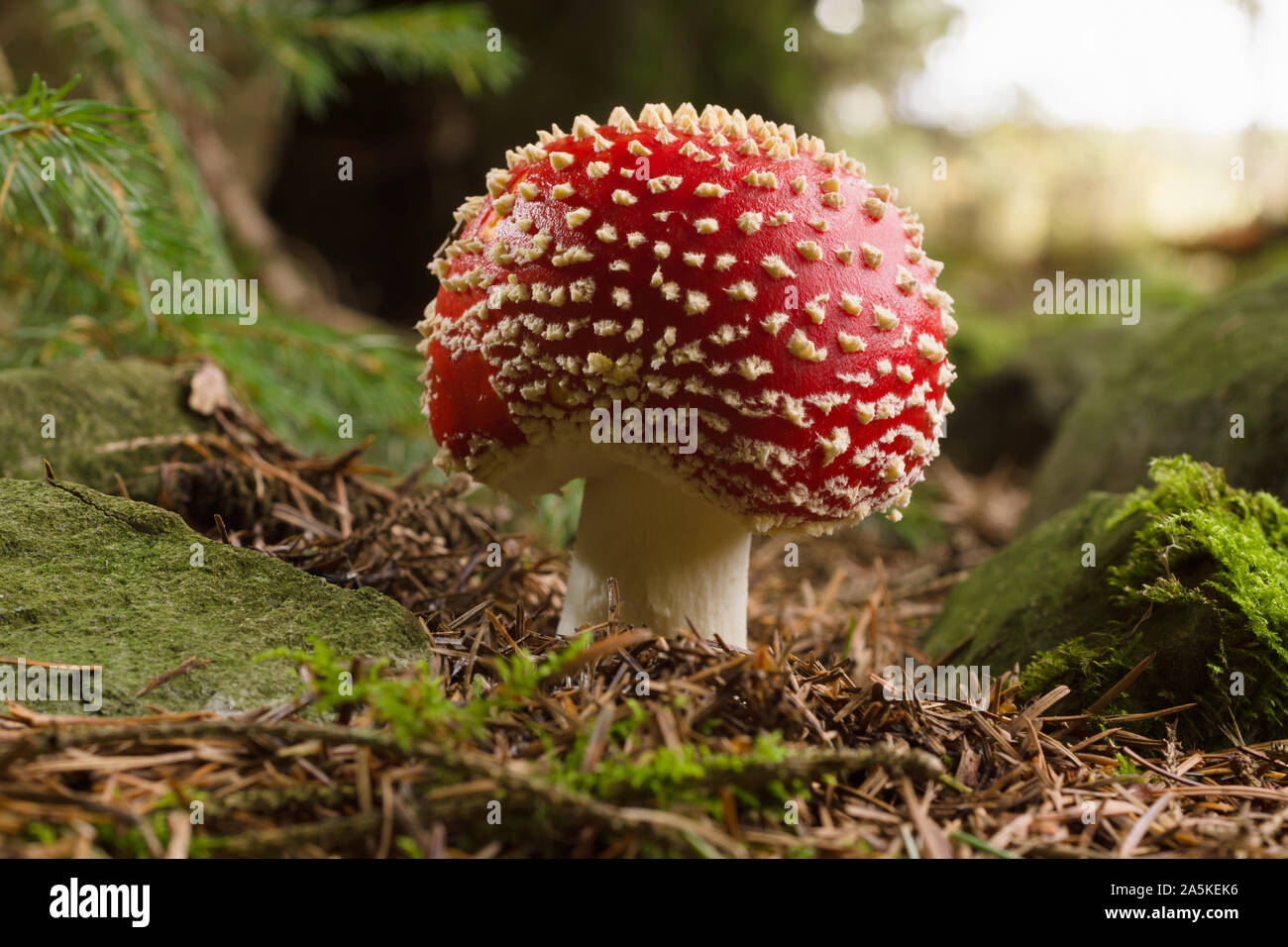 Amanita muscaria allgemein bekannt als Agaric ein giftiger Pilz mit einem roten Kappe und weißen Flecken in Laub- und Mischwäldern Fliegen Stockfoto