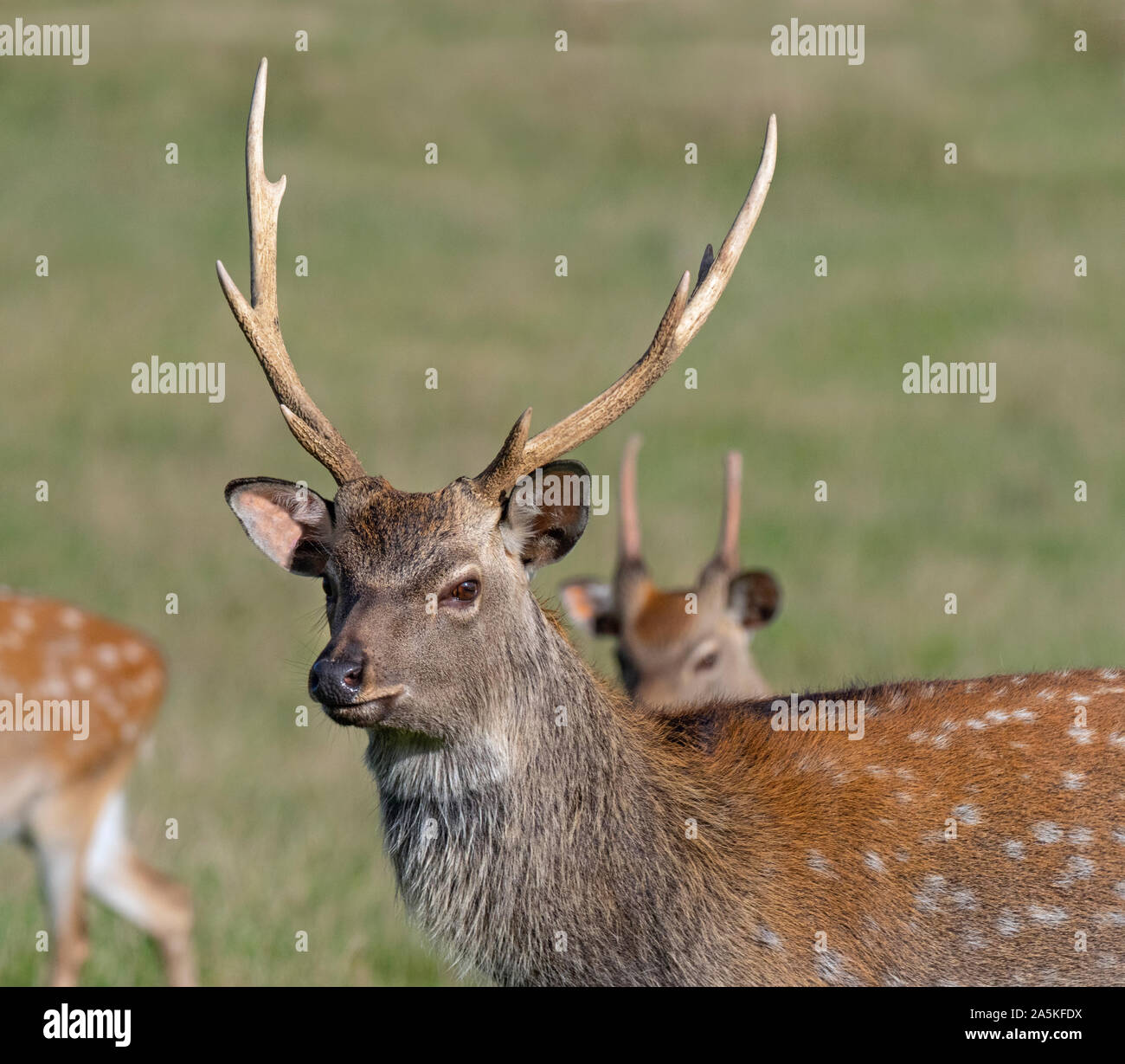 Männliche Formosan Sika deer Cervus Nippon taiouanus Stockfoto