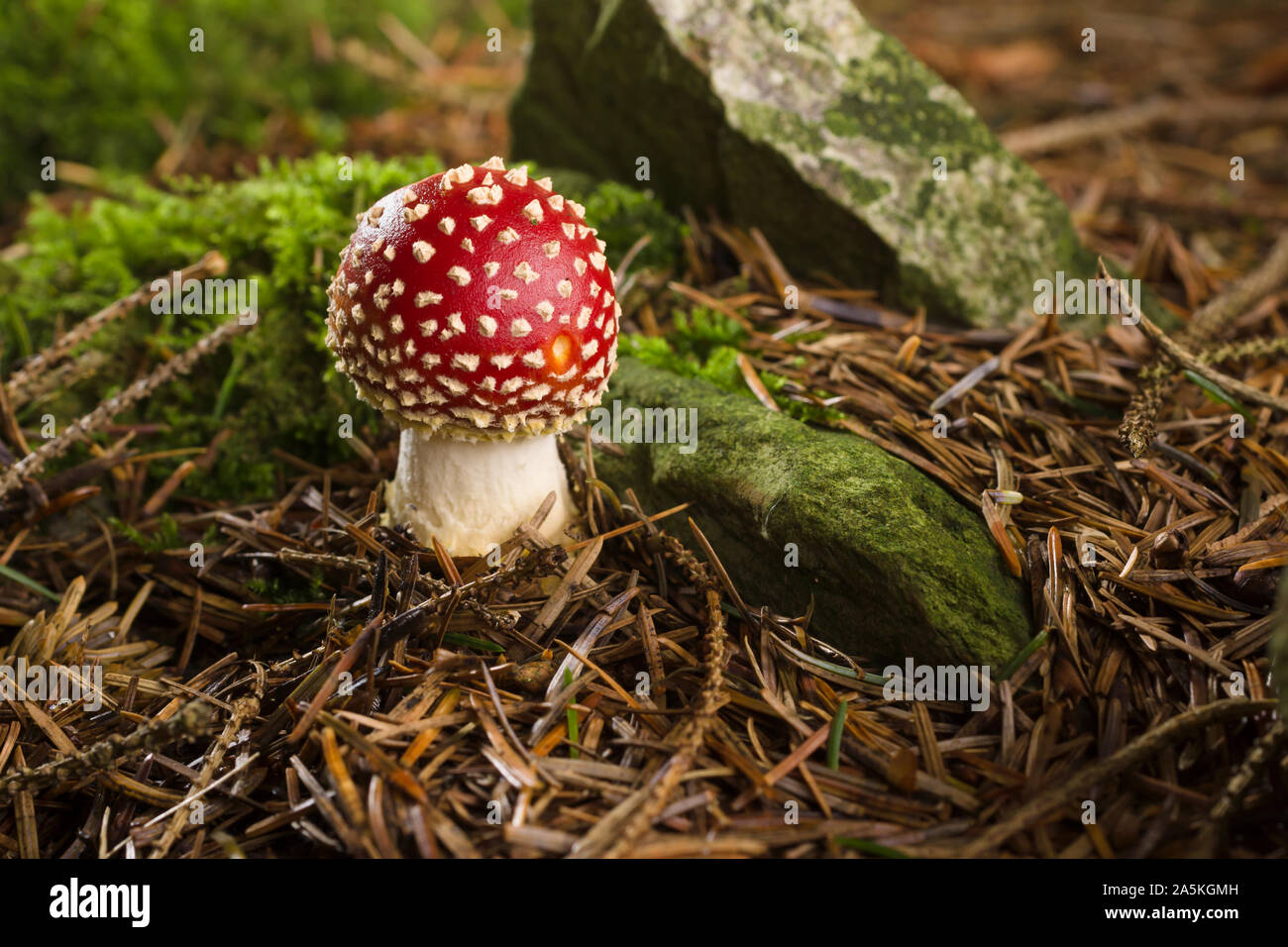 Fly Agaric oder Amanita muscaria Ein giftiger Pilz mit einem roten Kappe und weißen Flecken in Laub- und Mischwäldern Stockfoto