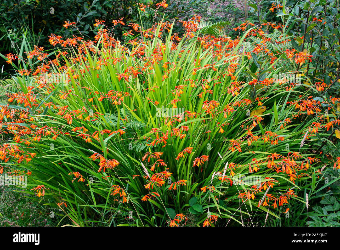 Eine orange Crocosmia in Blume Stockfoto