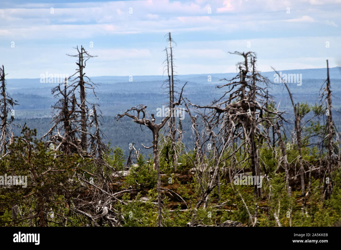 Tot trockene Bäume von bizarren seltsame Form an der Spitze der nördlichen Taiga Hügel, writhen Baum. Stockfoto