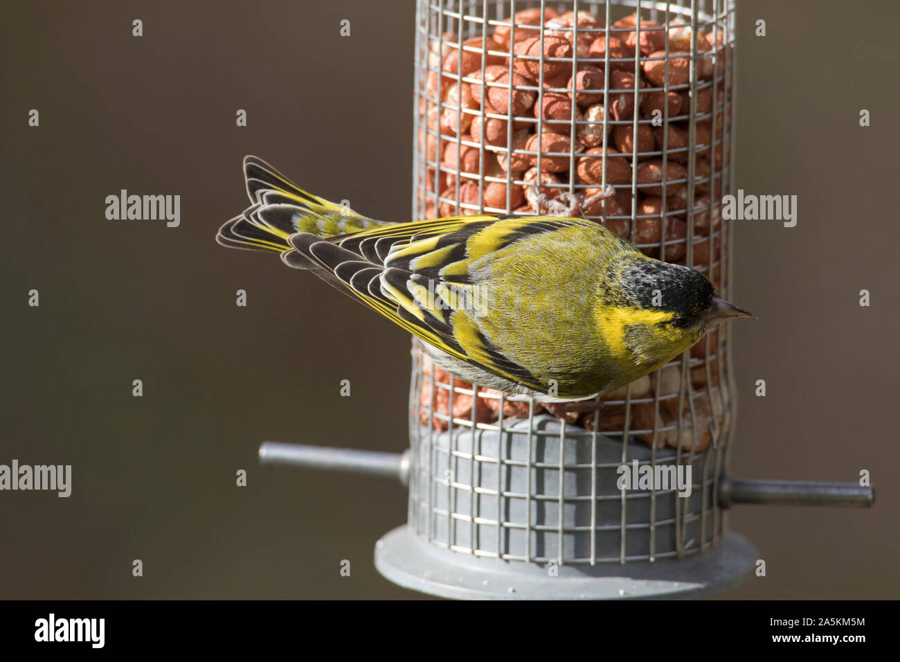 Eurasian siskin/European siskin/common siskin (Spinus spinus) männlich in der Zucht Gefieder Erdnüsse essen vom Garden Bird Feeder Stockfoto