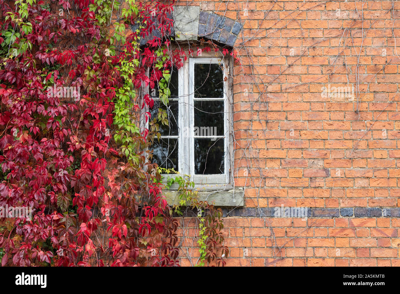 Parthenocissus Subtomentosa. Virginia Creeper/amerikanischen Ivy für ein rotes Backsteinhaus in der Burmington, Warwickshire, Großbritannien Stockfoto