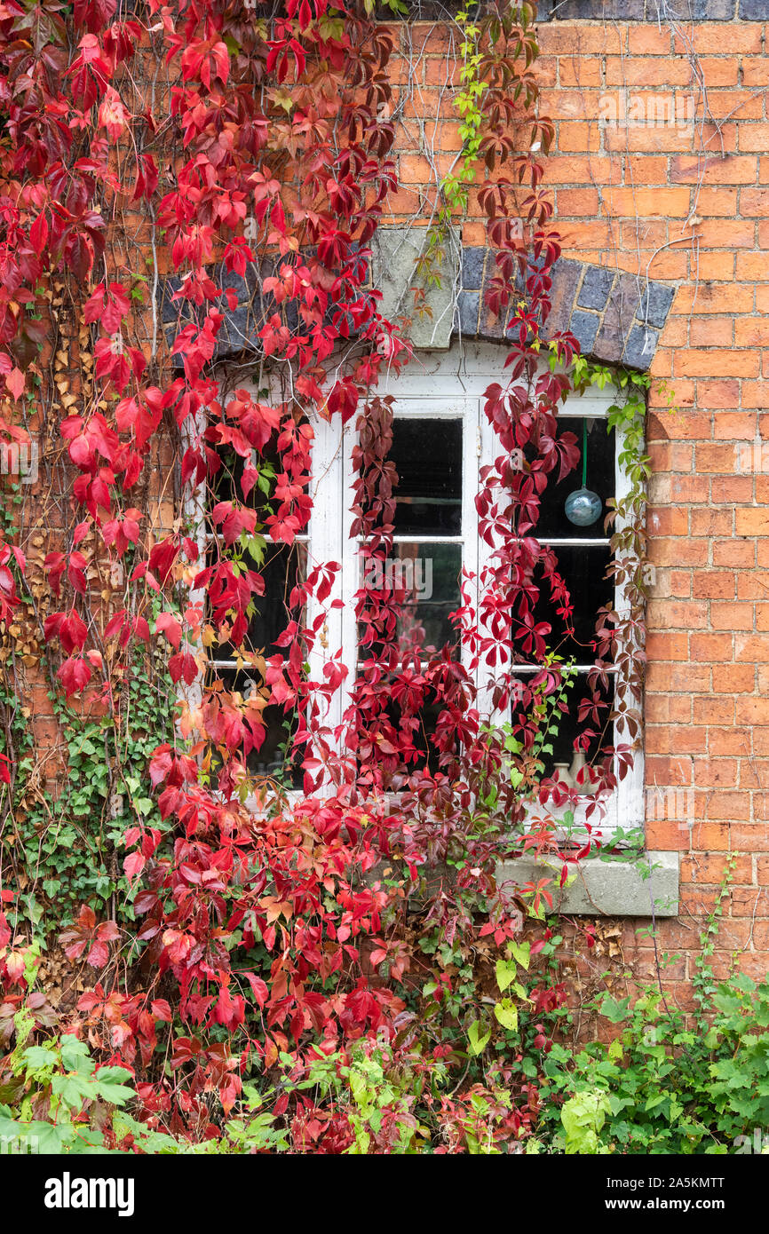 Parthenocissus Subtomentosa. Virginia Creeper/amerikanischen Ivy für ein rotes Backsteinhaus in der Burmington, Warwickshire, Großbritannien Stockfoto