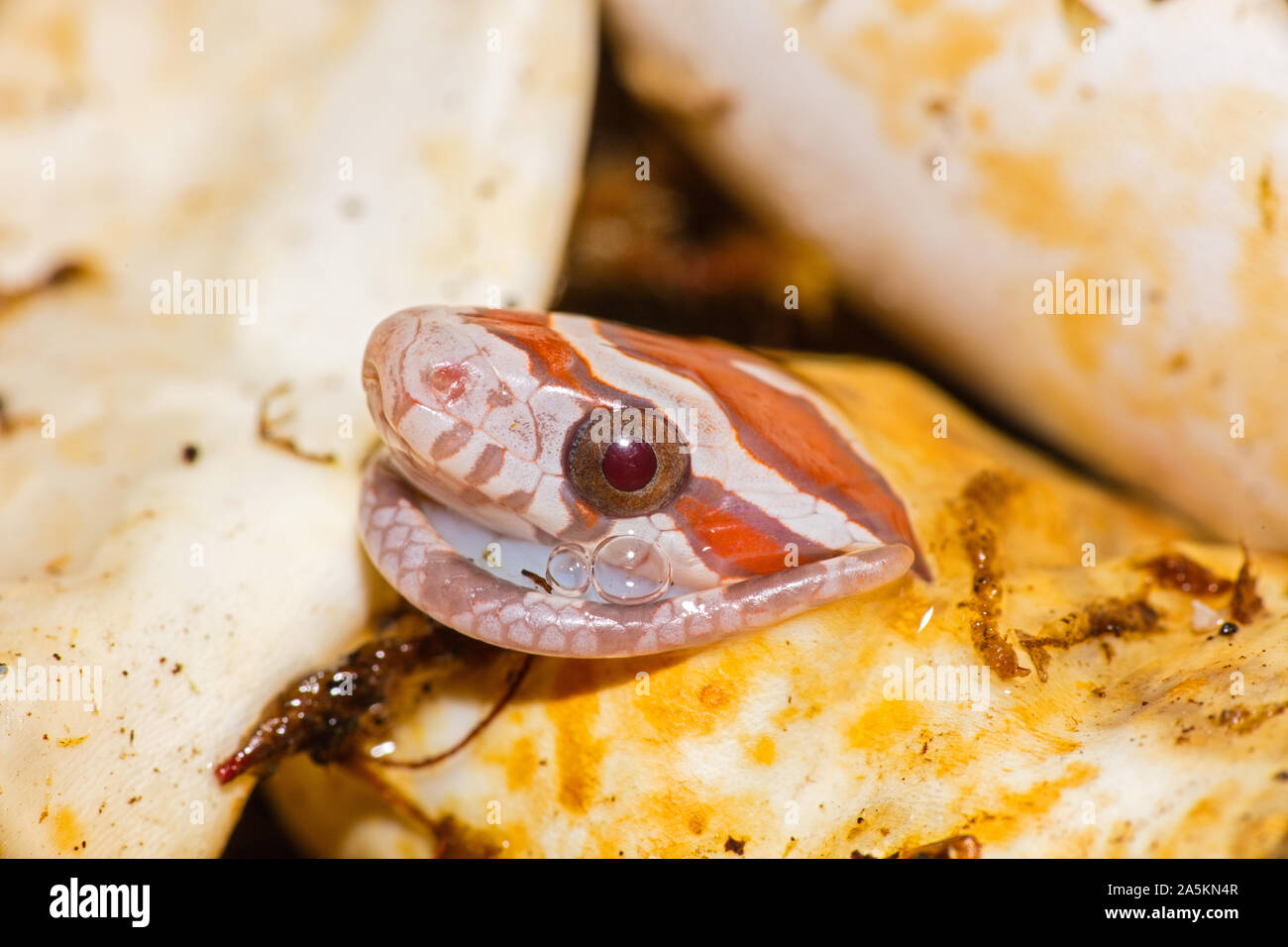 Corn snake, Pantherophis guttatus, Junge schlüpfen, Captive, Maryland