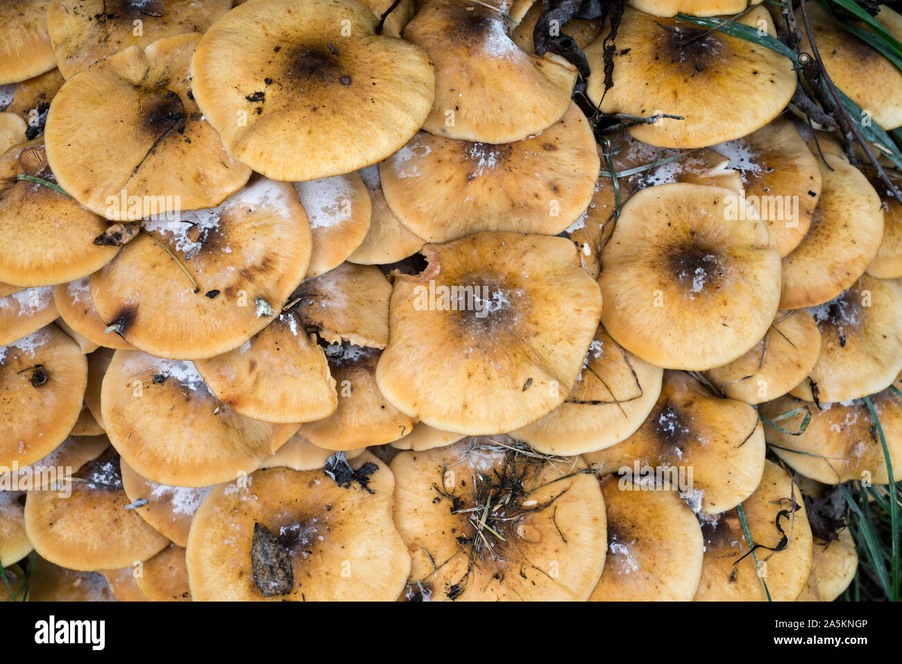 Armillaria, parasitische Pilze, Deutschland, Europa Stockfoto