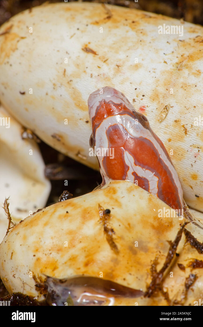 Corn snake, Pantherophis guttatus, Junge schlüpfen, Captive, Maryland Stockfoto