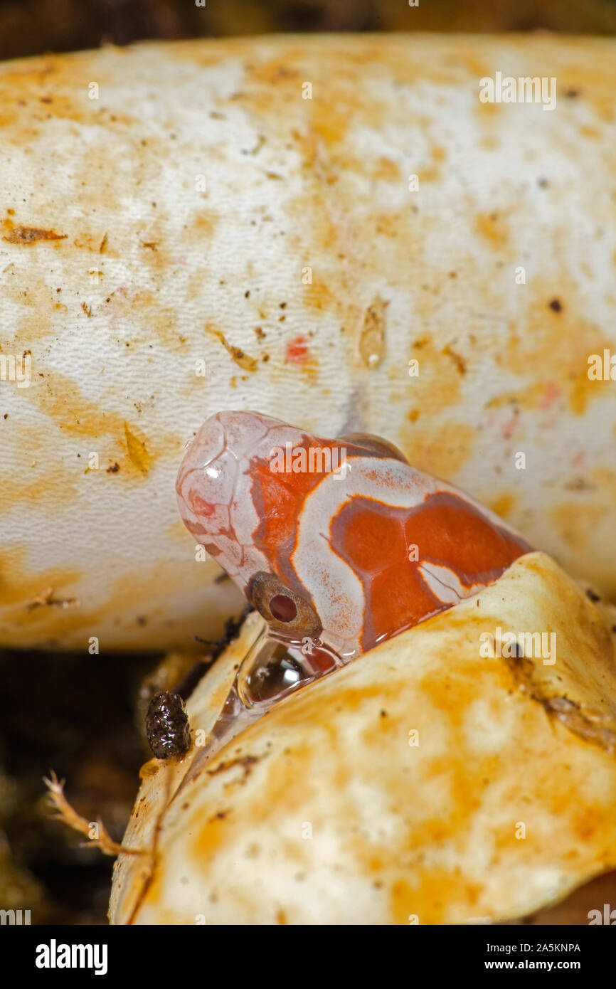 Corn snake, Pantherophis guttatus, Junge schlüpfen, Captive, Maryland Stockfoto