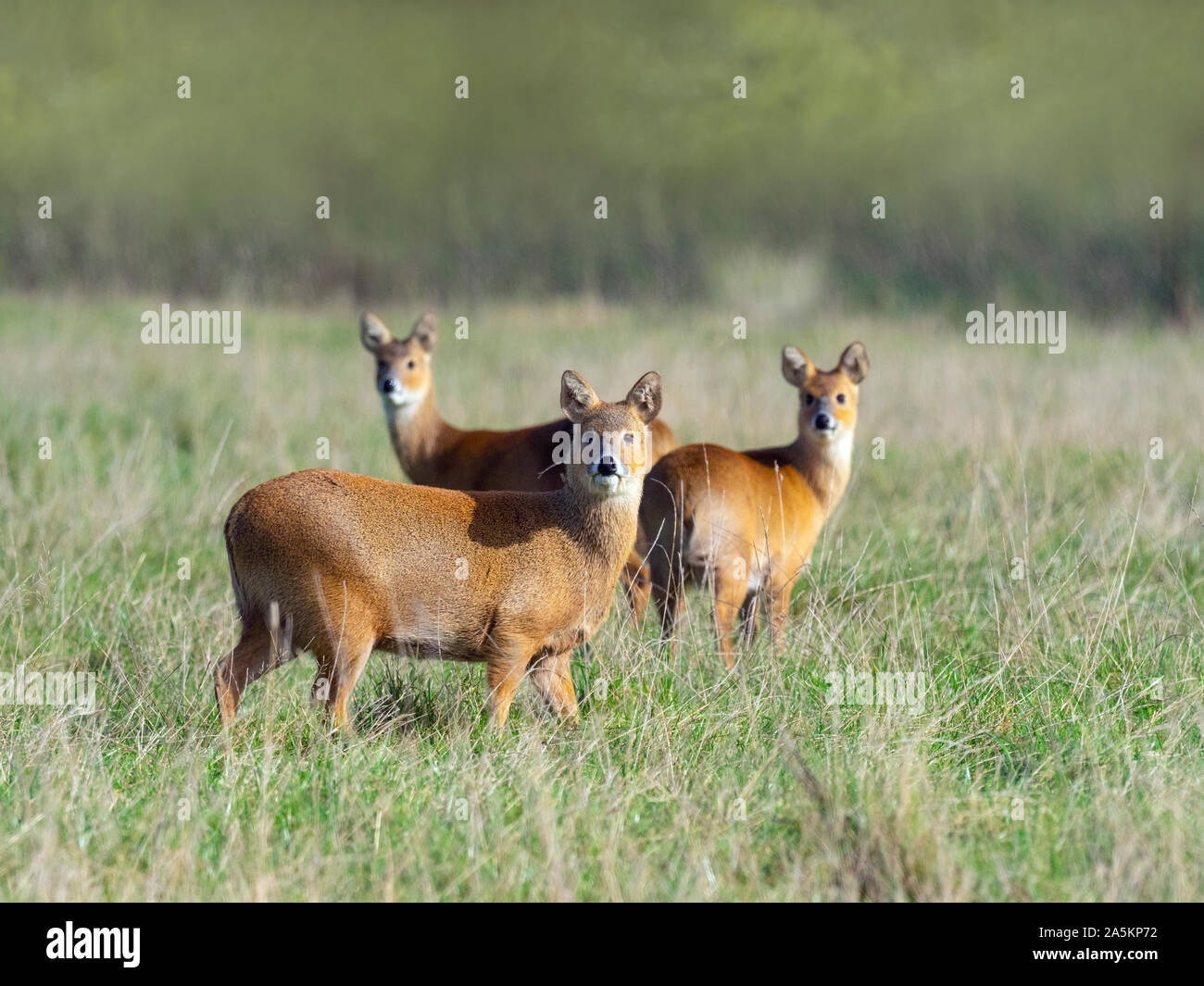 Chinesisches Wasserreh Auf Einer Wiese Im Fruhling Gb Stockfotografie Alamy