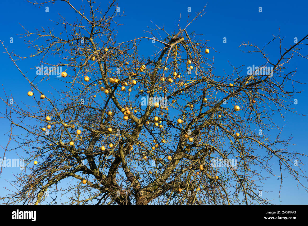 Die Äpfel im Januar, Oberweser, Weserbergland, Nordrhein-Westfalen, Hessen, Deutschland Stockfoto