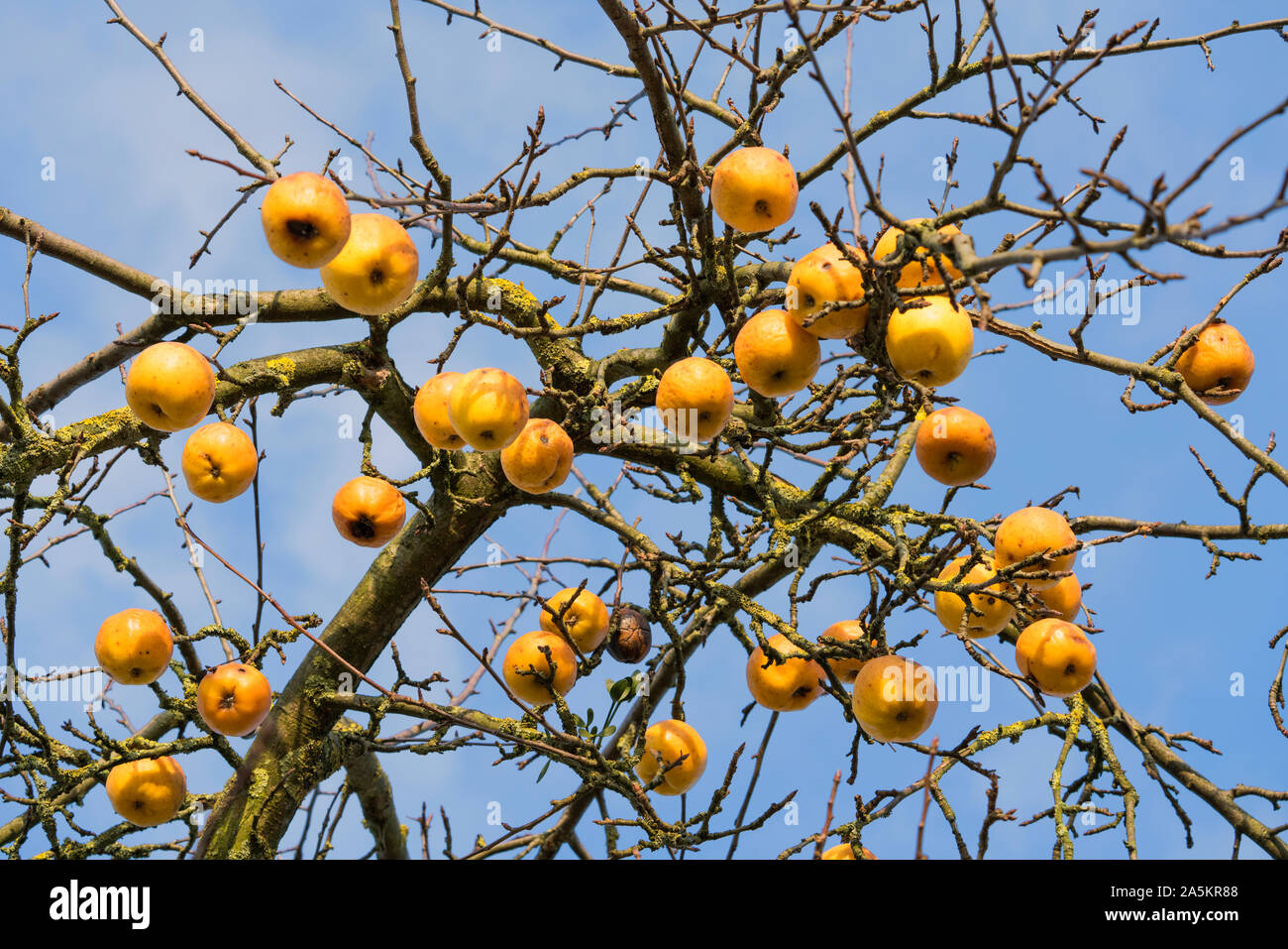 Die Äpfel im Januar, Oberweser, Weserbergland, Nordrhein-Westfalen, Hessen, Deutschland Stockfoto