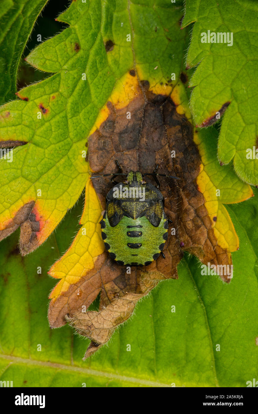 Grüne Schildbug, Palomena prasina, Nordirland, Castlewellan Forest Park Stockfoto