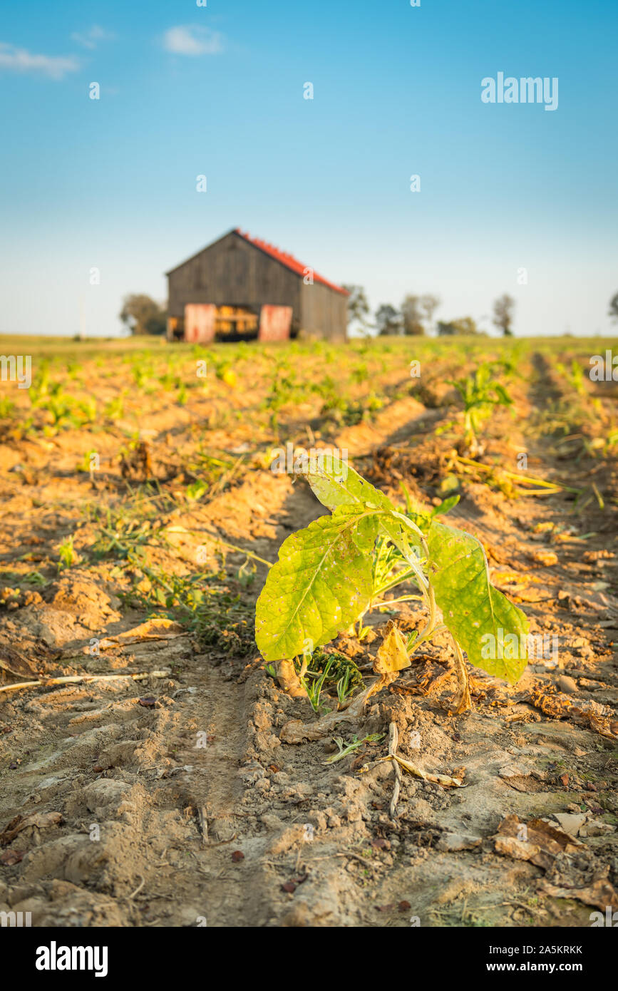 Burley Tobacco Field Stockfotos Und Bilder Kaufen Alamy