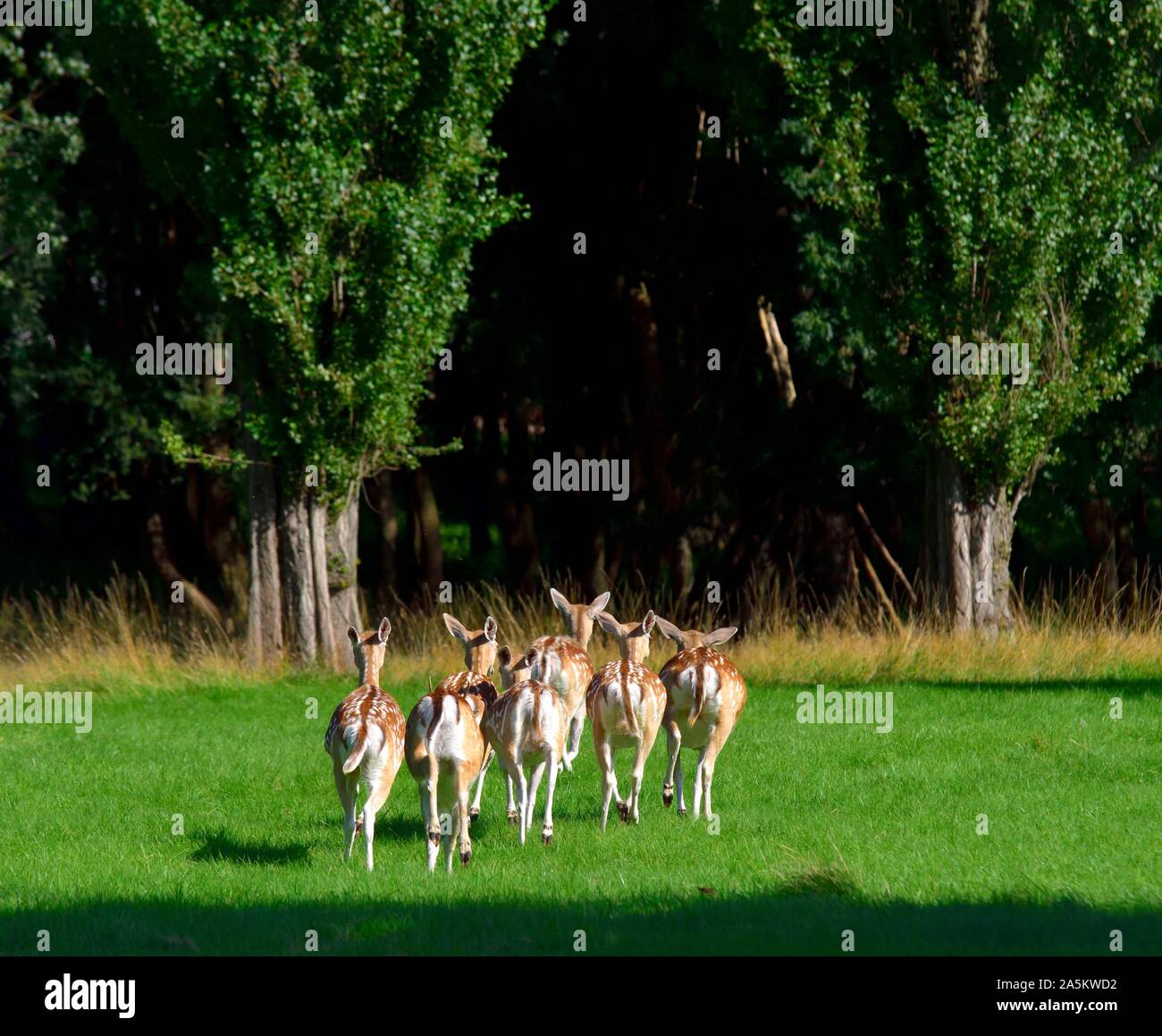 Damwild, laufen weg, Wollaton Park, Nottingham, England, Großbritannien Stockfoto