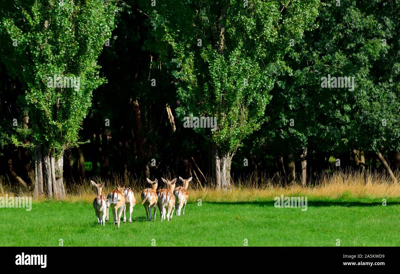 Damwild, laufen weg, Wollaton Park, Nottingham, England, Großbritannien Stockfoto
