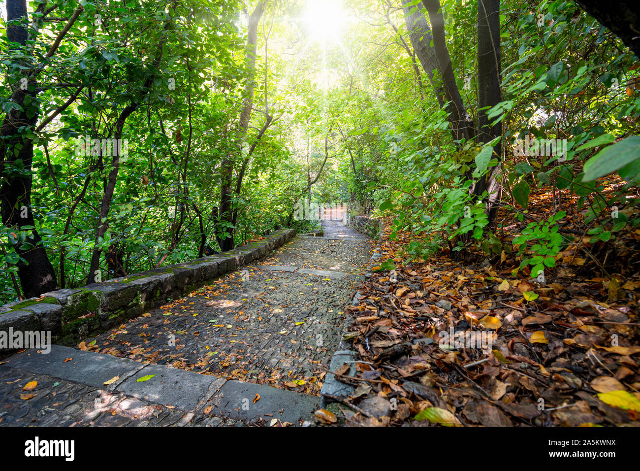 Sonnenlicht Fackeln durch die dichten Bäume nach einem leichten Regen auf einen Stein weg vom Friedhof und Park auf Castle Hill in Nizza, Frankreich. Stockfoto