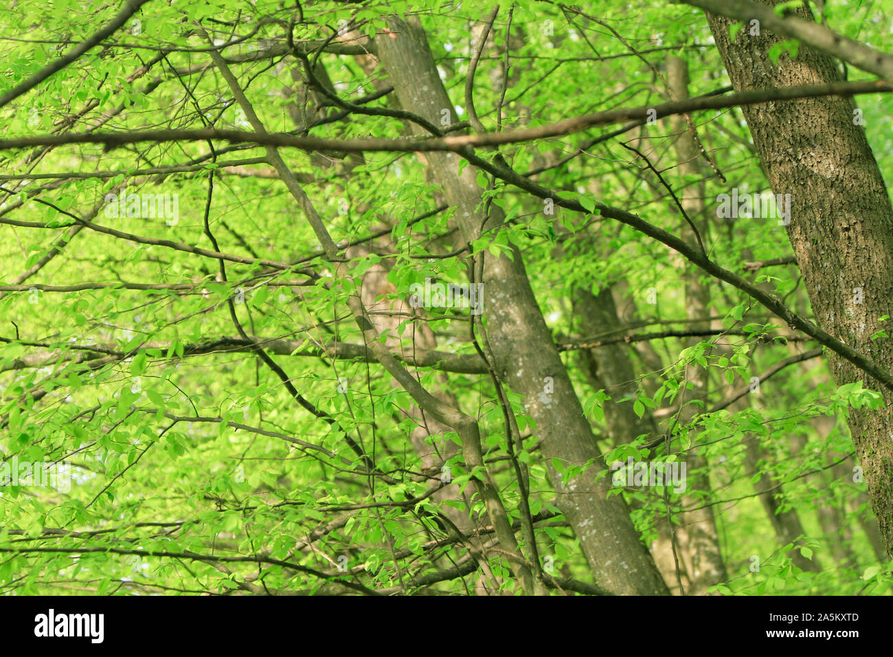 Bäume im Wald im Frühling Stockfoto