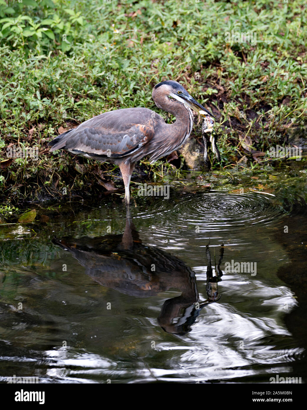 Blue Heron Vogel durch den Fluss und Essen ein Frosch mit seinem Spiegelbild im Wasser in seiner Umwelt und Umgebung. Stockfoto