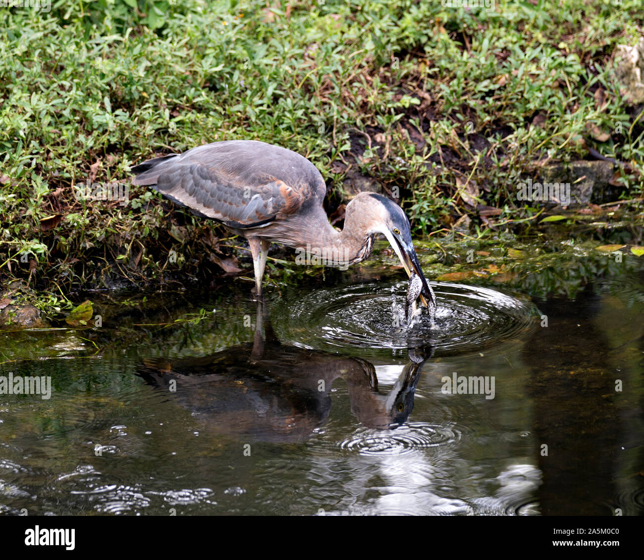 Blue Heron Vogel durch den Fluss und Essen ein Frosch mit seinem Spiegelbild im Wasser in seiner Umwelt und Umgebung. Stockfoto