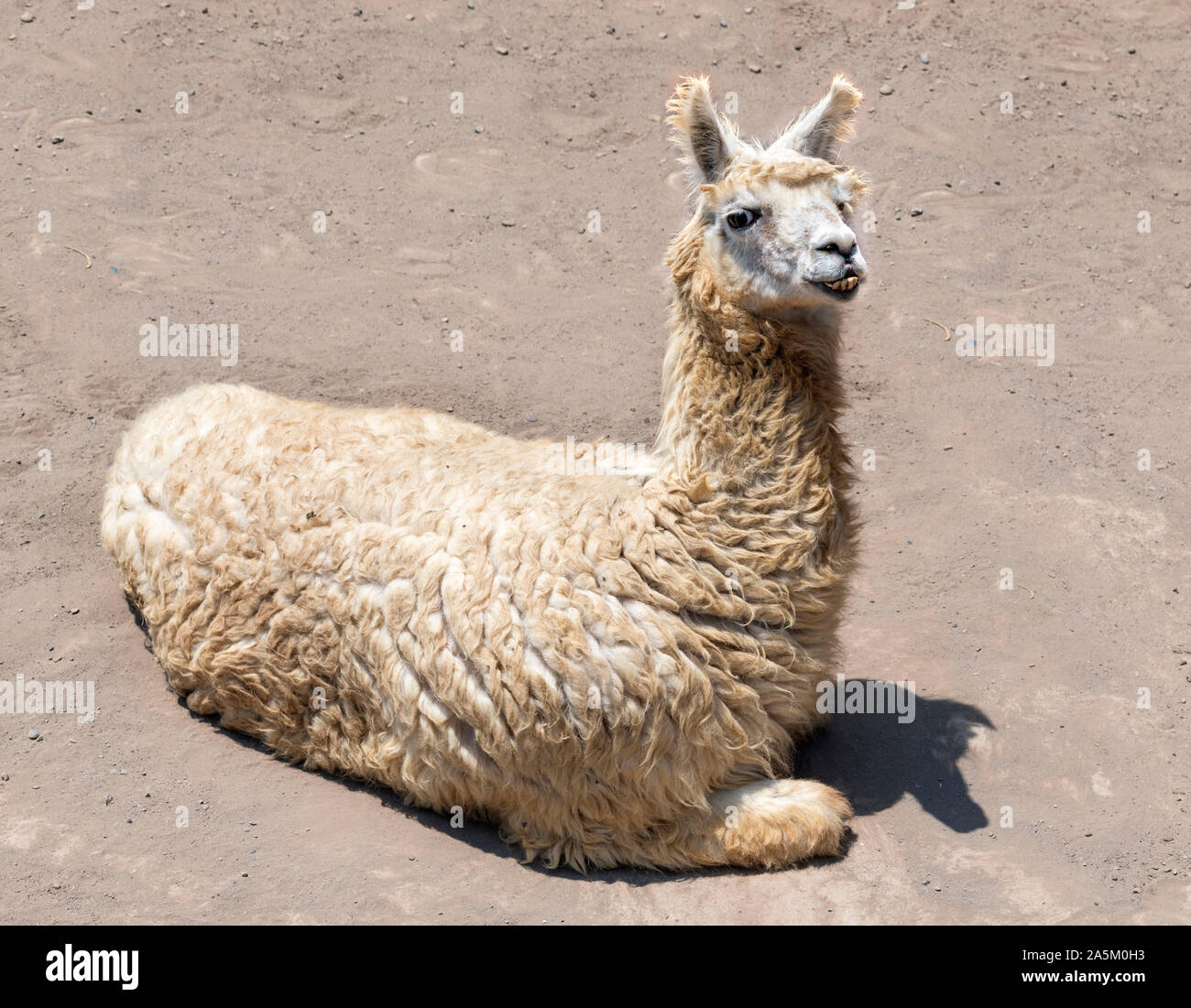Llama (Lama glama) an der Huaca Pucllana, Miraflores, Lima, Peru, Südamerika Stockfoto