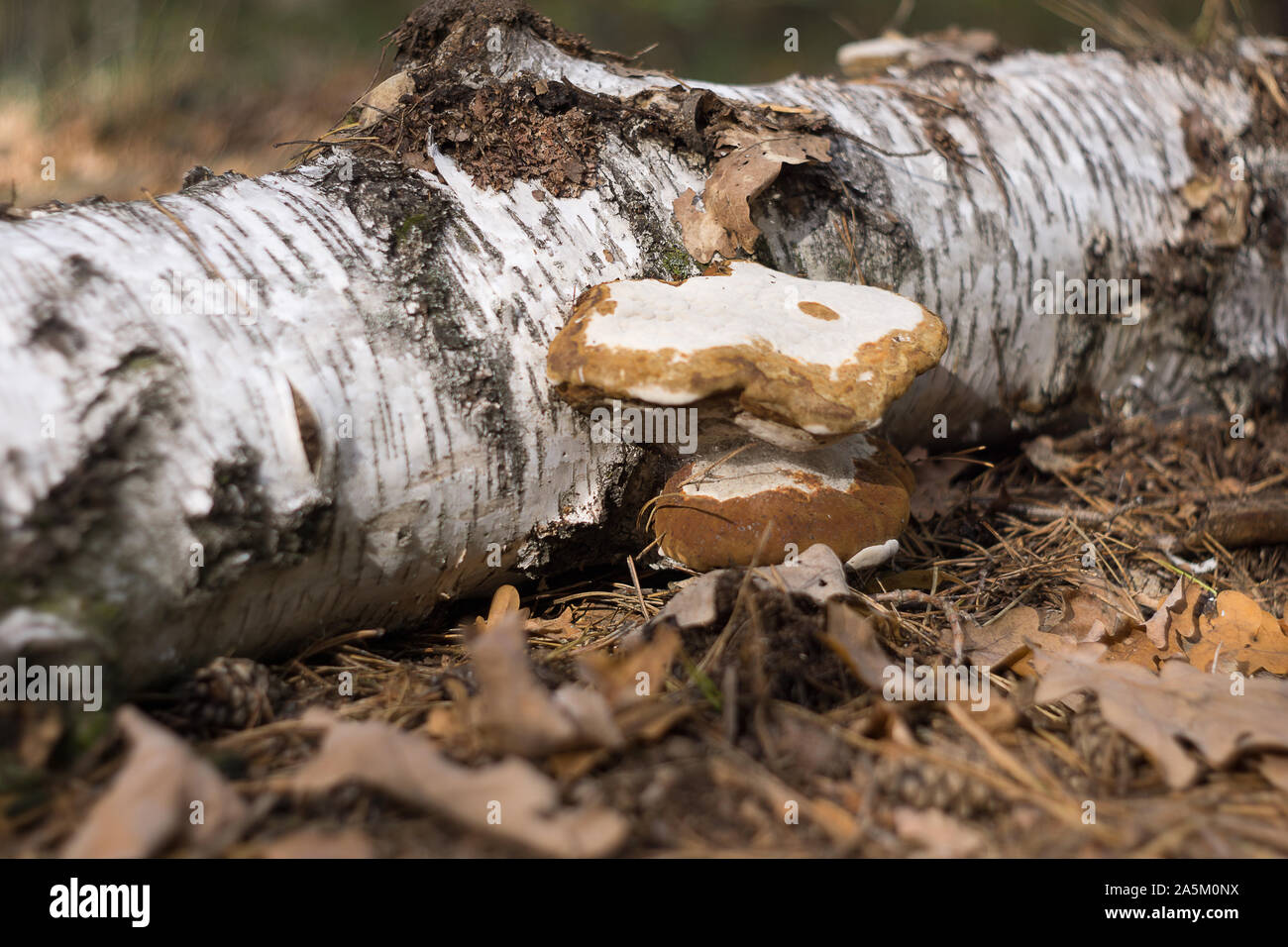 Ein Baum Pilz auf einem toten Birkenstamm Stockfoto