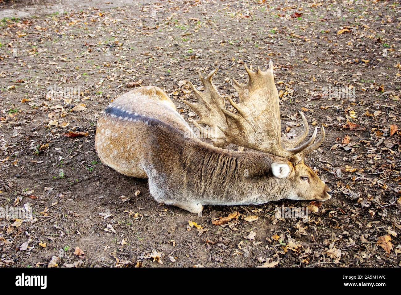 Seitenansicht eines Damwild, Latein cervus Dama Stockfoto