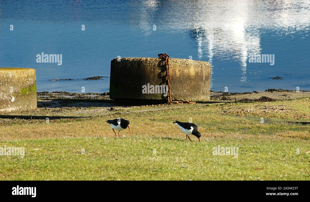 Schilde mit Oyster Catcher, Großbritannien Stockfoto