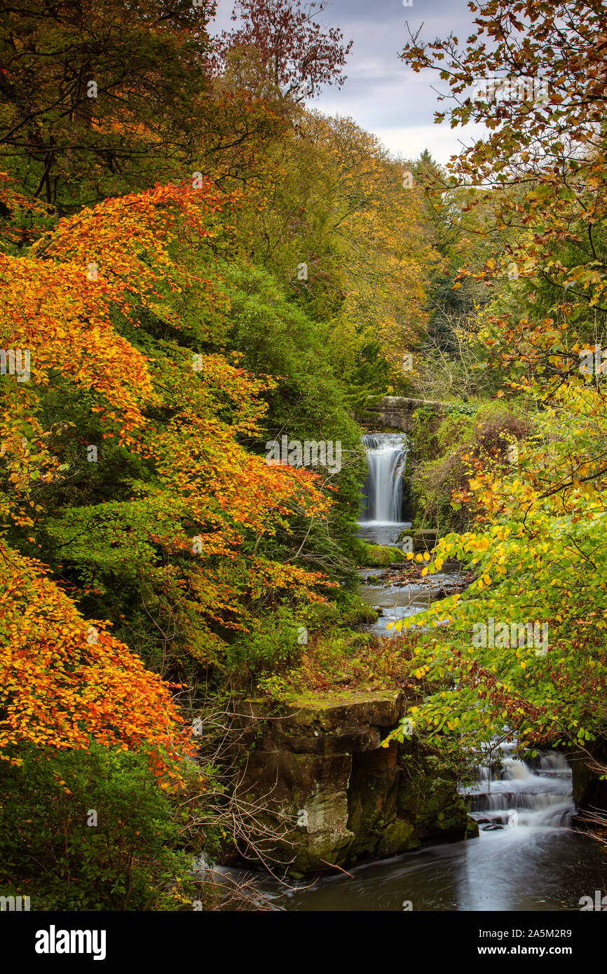 Herbstfarben im Jesmond Dene, Newcastle, Tyne and Wear, England, Vereinigtes Königreich Stockfoto