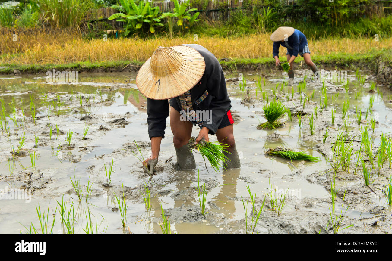 Lokaler Mann das Einpflanzen von Rohreis in einem Reisfeld, Wohn Land Bauernhof Projekt, Luang Prabang, Laos Stockfoto